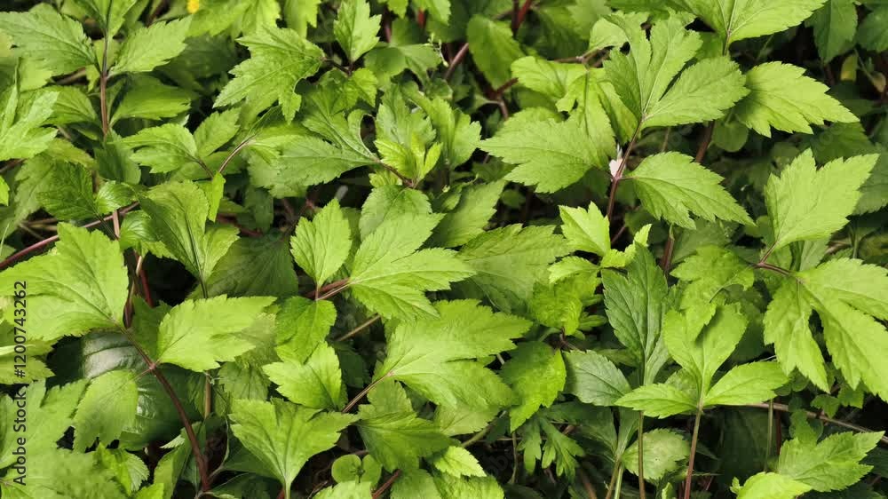 fresh white mugwort in garden fresh white mugwort in garden