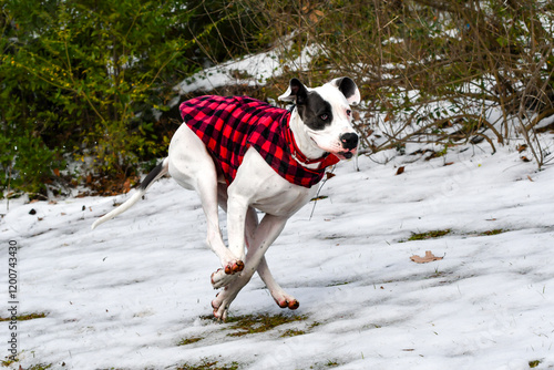 Eleven Month Old Great Dane Puppy Playing in the Snow in Alabama