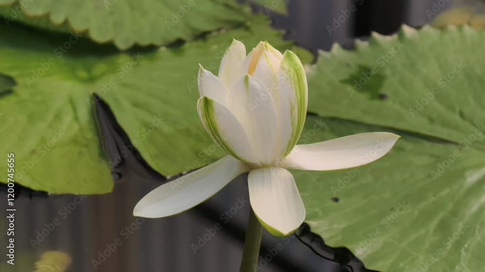 Beautiful lotus flowers in the farm Beautiful lotus flowers in the farm