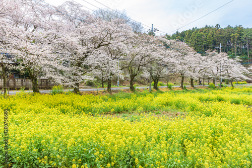 Sakura cherry blossoms and canola flowers in full bloom, Ohirasan Municipal Nature Park, Japan's Top 100 Cherry Blossom Spots, Tochigi City, Tochigi Prefecture. photo