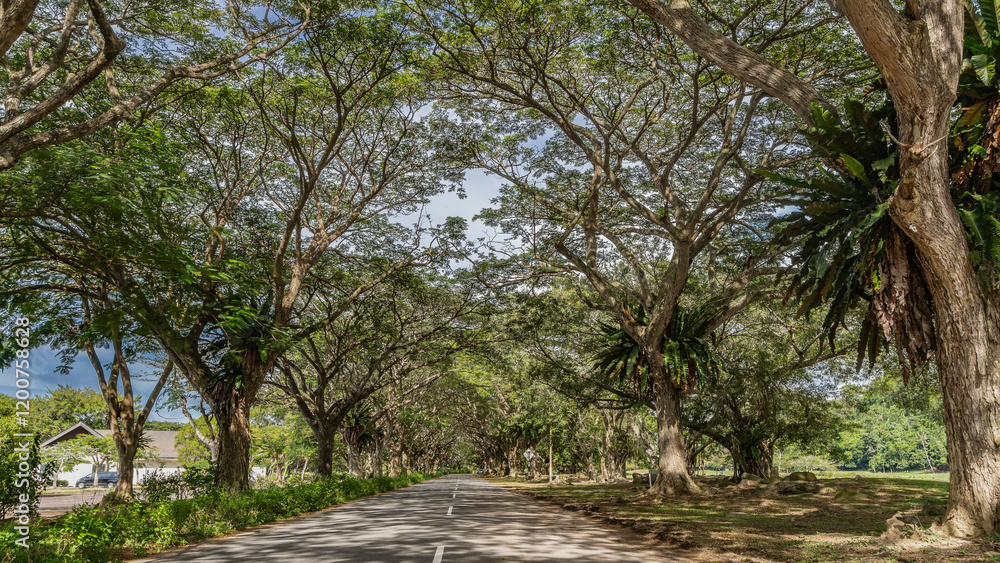 Obraz premium Straight paved road. Dividing line in the middle. Sprawling tropical trees on the roadsides. Asplenium nidus grows on the trunks. Shadows on the asphalt. Perspective. Malaysia. Borneo.