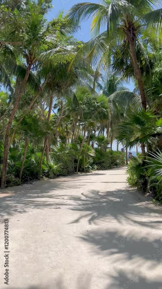 Camino con hermosa vista - Riviera Maya México Camino con hermosa vista - Riviera Maya México