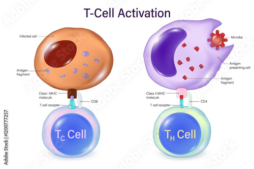 T-Cell Activation. T-Lymphocytes. Cytotoxic T cell and Helper T cell. Human adaptive immune system. Specific immune response.