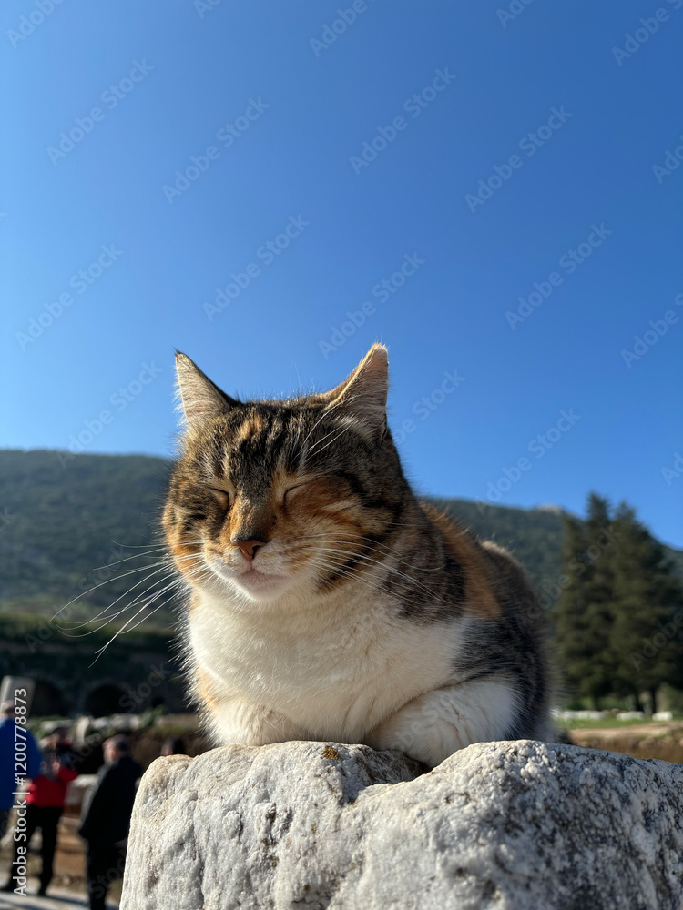 Obraz premium Sleeping Cat of ancient city of Ephesus. Cat relaxing on the column ruins.