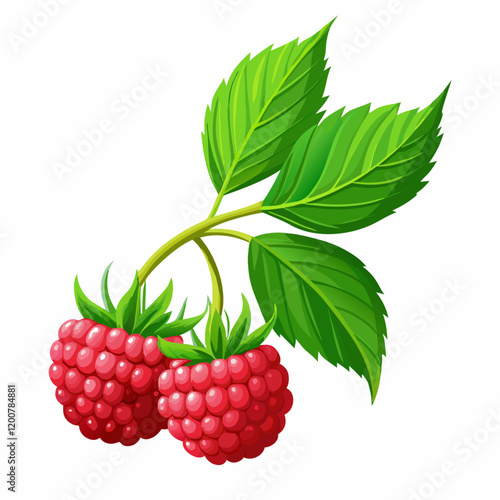Fresh raspberries with stem vector   illustration (1)