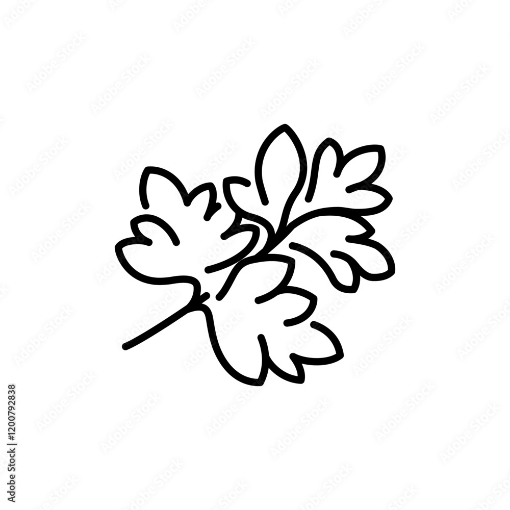 collection of parsley icon outline design in black and on white background collection of parsley icon outline design in black and on white background