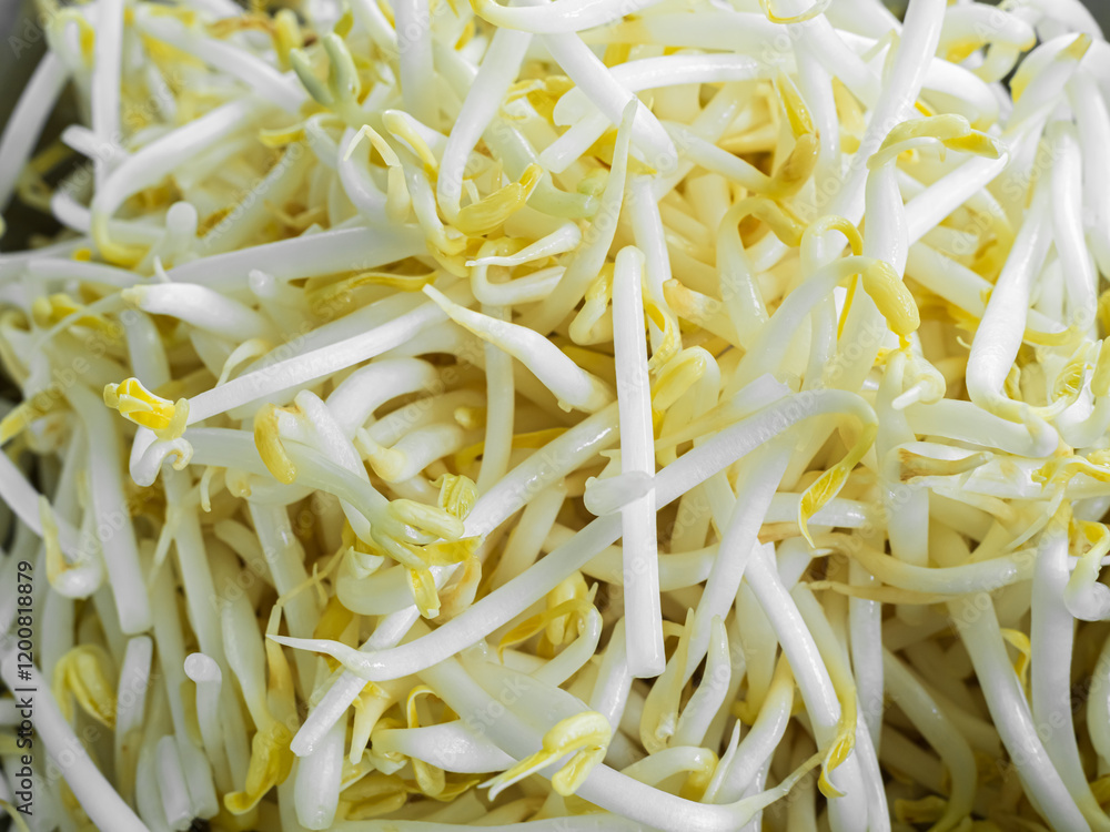 Bean sprout organic vegetable food asian for healthy, plant growth nature ingredient salad. Bean sprout organic vegetable food asian for healthy, plant growth nature ingredient salad.