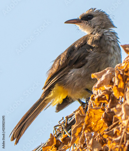 фотографія Yellow vented bulbul