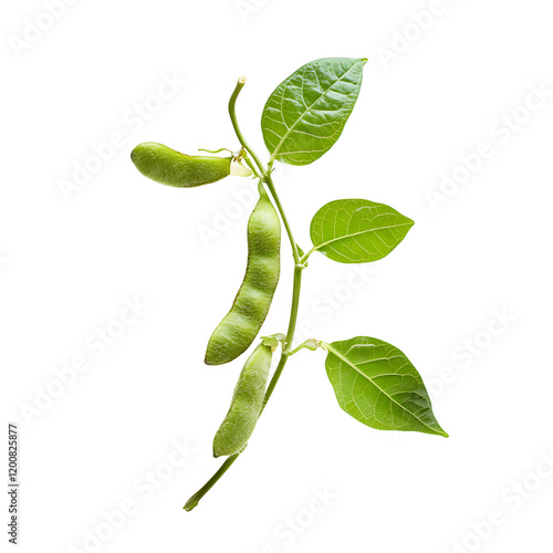 soybean Advertisement isolated on white background full depth of field 