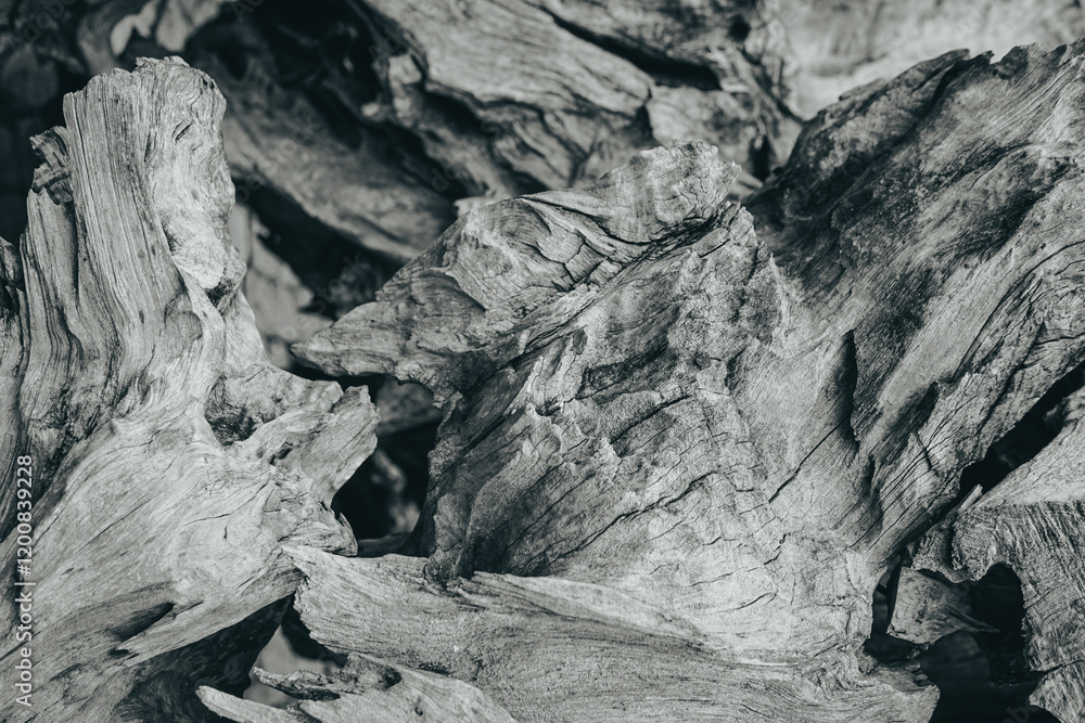 Obraz premium Beautiful dark and grungy faded black and white photo of a textured wood of a giant tree in closeup.