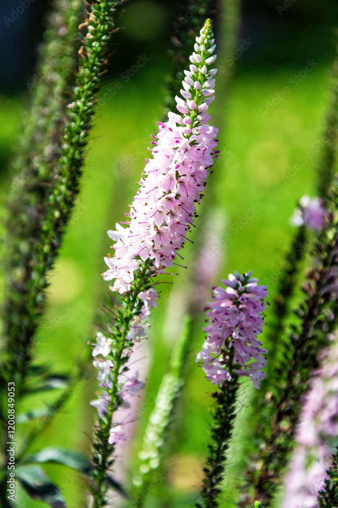 Elegant beauty of Veronica flowers, their delicate pink blossoms arranged in tall, slender spikes. Vibrant green background Elegant beauty of Veronica flowers, their delicate pink blossoms arranged in tall, slender spikes. Vibrant green background