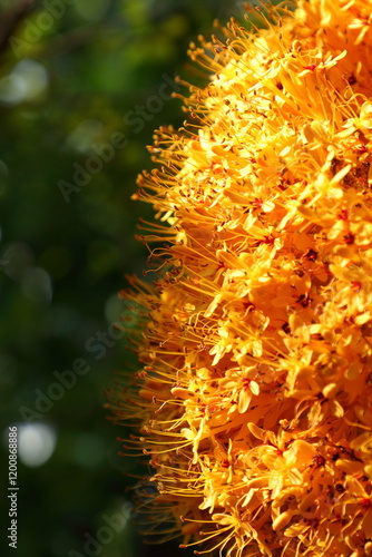 The Red Saraca or The Sorrowless tree, Saraca declinata on the tree photo