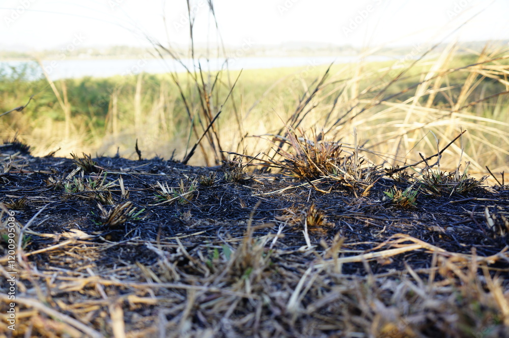 Fototapeta premium Close-Up View of Grassy Landscape with Focus on Ground Vegetation