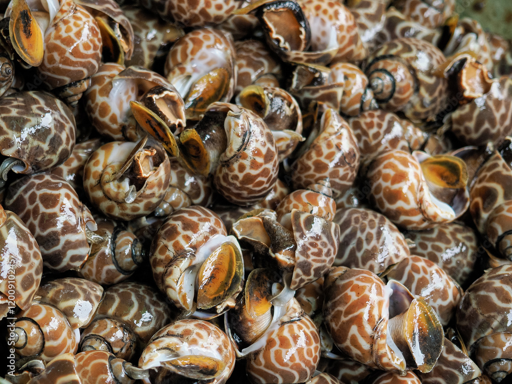close up of a fresh Babylon snails ready to sale to customer close up of a fresh Babylon snails ready to sale to customer