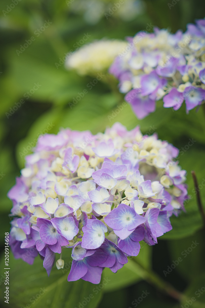 Purple and White Hydrangea Blooming in the Garden Purple and White Hydrangea Blooming in the Garden