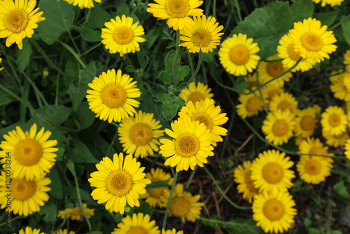 Wallpaper Mural yellow small chrysanthemum flowers in the form of small daisies Torontodigital.ca