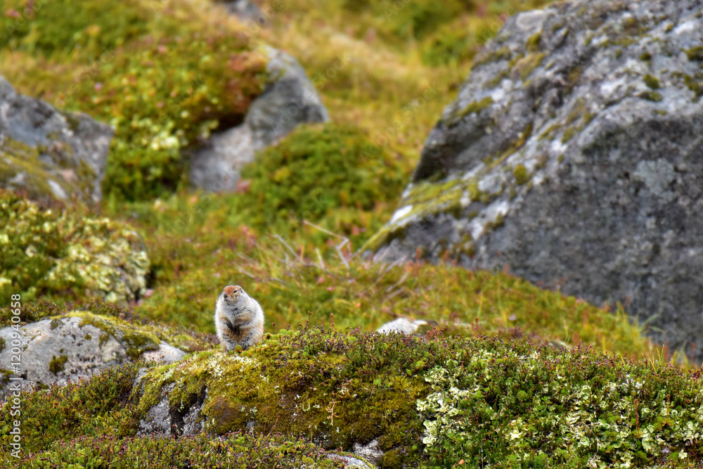 An Arctic Ground Squirrel (Spermophilus parryii) perched high in Alaska's Talkeetna Range. An Arctic Ground Squirrel (Spermophilus parryii) perched high in Alaska's Talkeetna Range.
