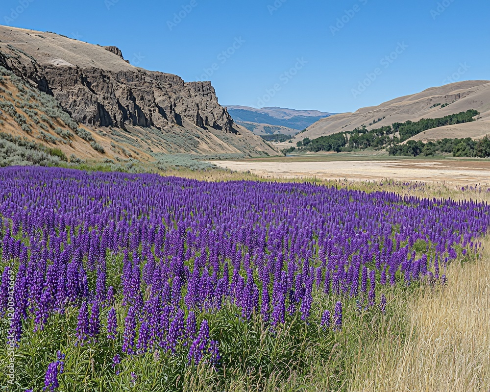 Fototapeta premium Vibrant purple lupine wildflowers bloom in a vast field beside a dry riverbed, nestled between arid hills under a clear blue sky.
