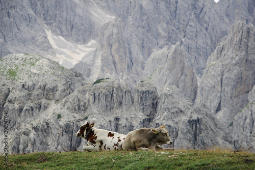 Cows raised on the mountain. 