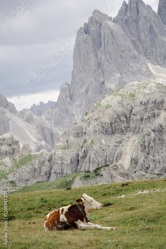 Cows raised on the mountain. 