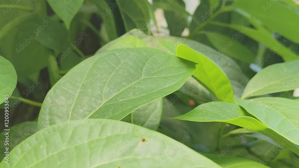 Close up of green leaves showing texture, veins and natural patterns with foliage Close up of green leaves showing texture, veins and natural patterns with foliage