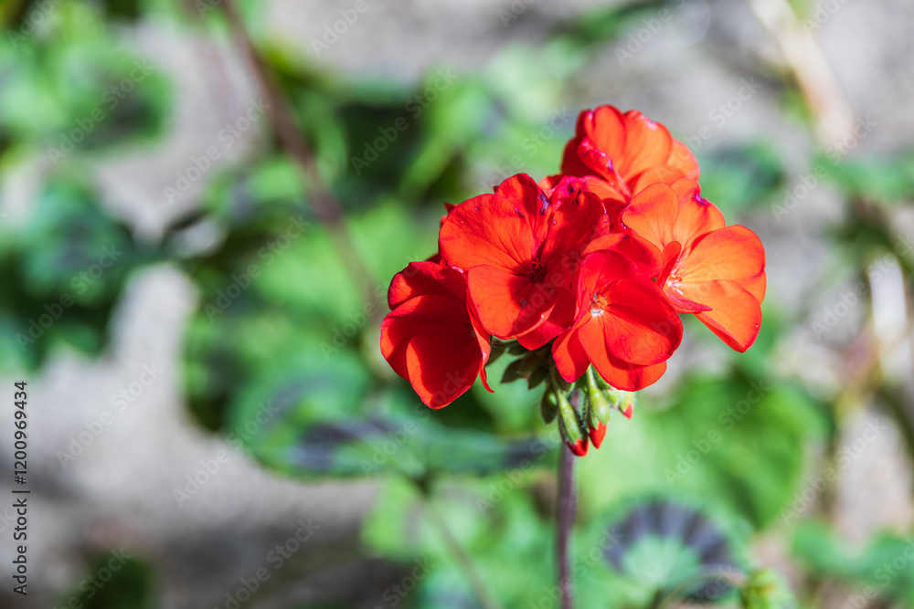 A geranium with red petals that I found in the flower bed. Warm sunlight - geranium, pelargonium