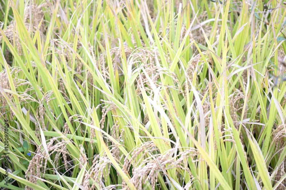 収穫期の稲が実る田んぼの写真