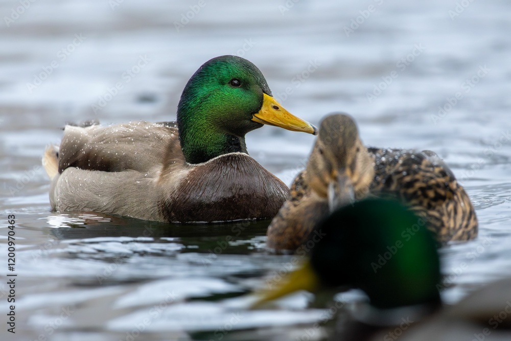 Obraz premium Close-up of Mallard Ducks in a Pond