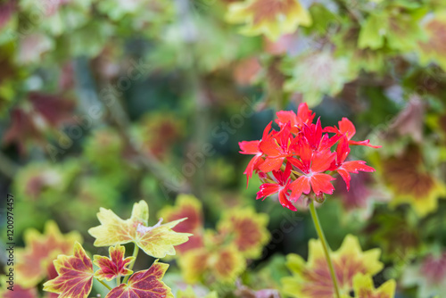 Billede på lærred Pelargonium Vancouver Centennial, with its attractive maple leaf-like leaves and red petals