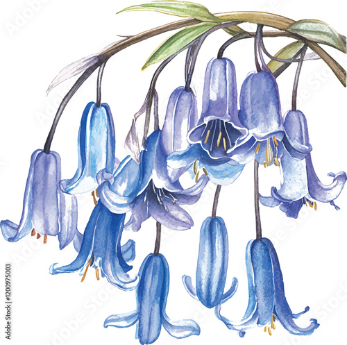 bluebell flower, isolated on a white background, watercolor vector illustrator