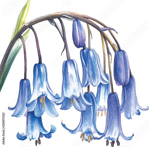 bluebell flower, isolated on a white background, watercolor vector illustrator