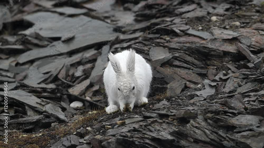 Arctic Hare grooming and cleaning in Greenland with heavy rain falling Arctic Hare grooming and cleaning in Greenland with heavy rain falling