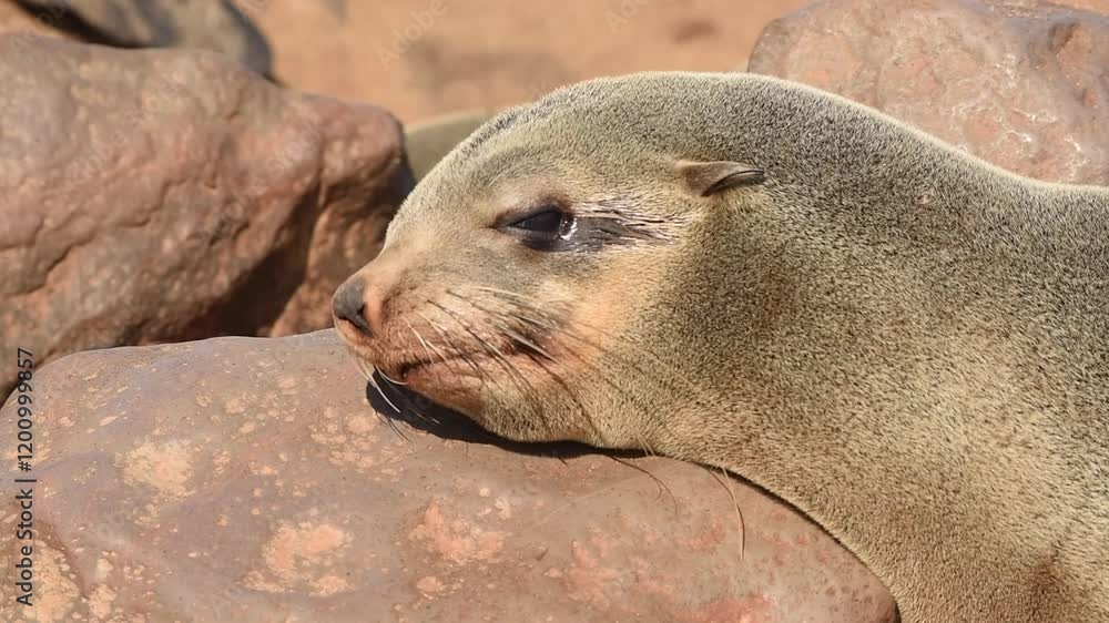 Brown fur Seals basking in the Namibian sun Brown fur Seals basking in the Namibian sun
