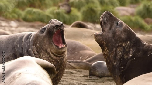 Elephant seals fighting for mating rights and dominance, in Antarctica coast