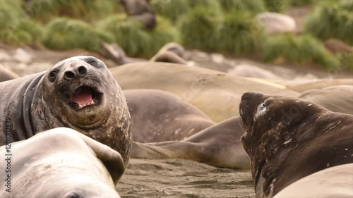 Elephant seals fighting for mating rights and dominance, in Antarctica coast