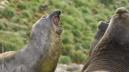 Elephant seals fighting for mating rights and dominance, in Antarctica coast
