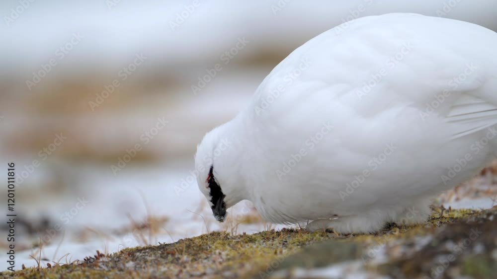 Willow Ptarmigan female with typical black eyebrows picking seeds in the Arctic circle frozen ground Willow Ptarmigan female with typical black eyebrows picking seeds in the Arctic circle frozen ground