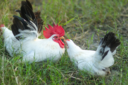 White Thai bantam chickens with black tails are raised free-range and forage in the grass field.. photo