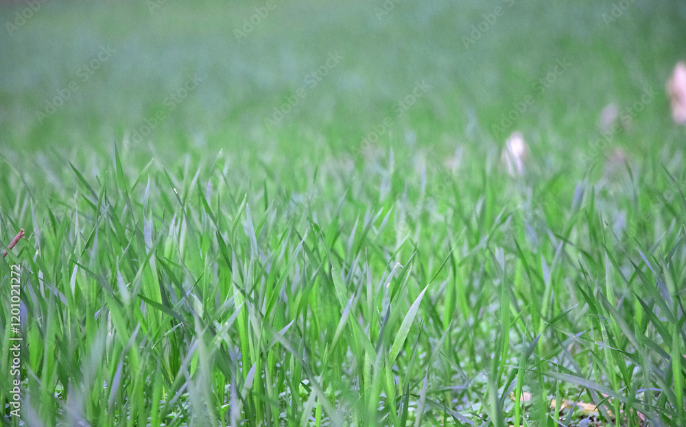 closeup of small growing wheat background, green grass backdrop closeup of small growing wheat background, green grass backdrop