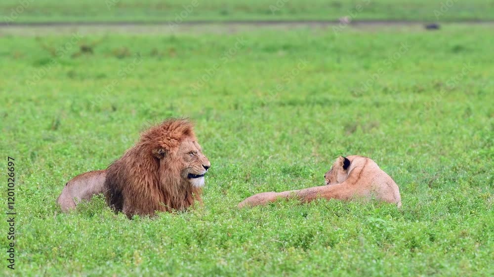 Lion mating ritual and courting a lioness in Tanzania grassland Lion mating ritual and courting a lioness in Tanzania grassland