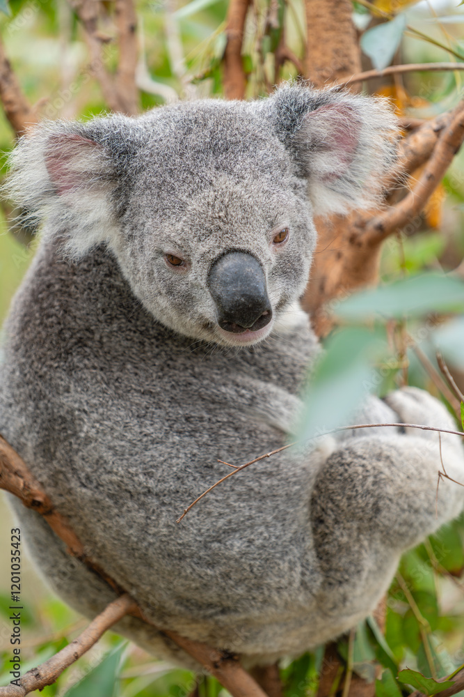 Obraz premium Vertical photo of koala on tree