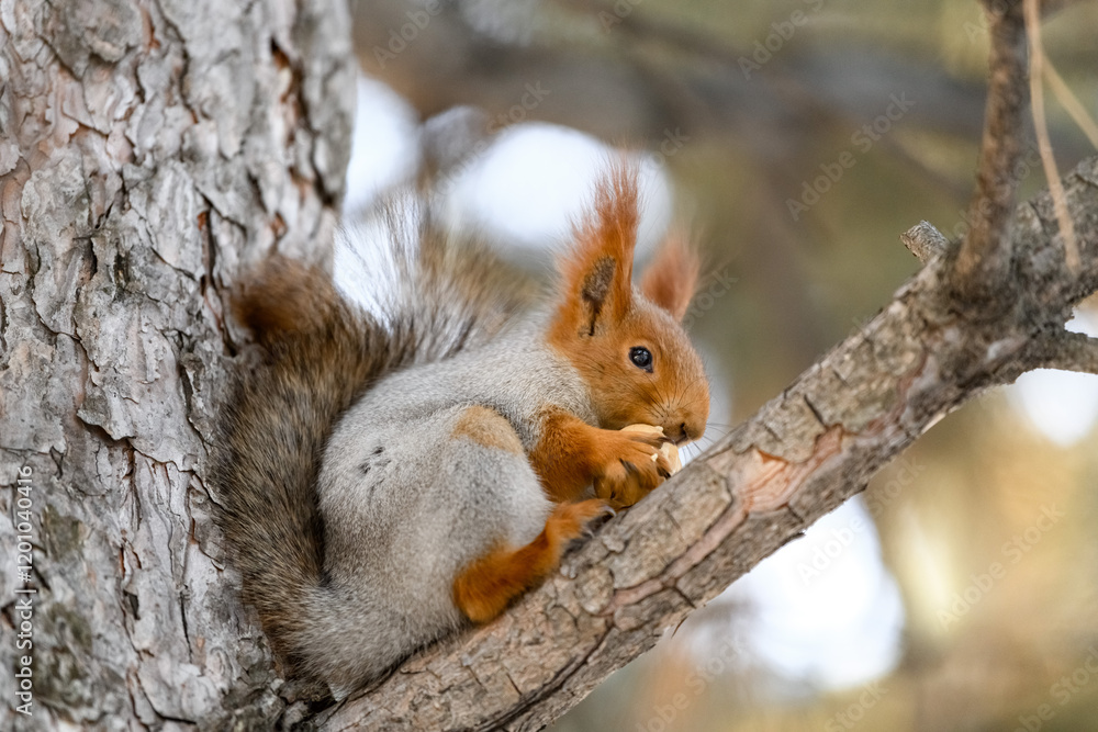 Red eurasian squirrel in winter park Red eurasian squirrel in winter park