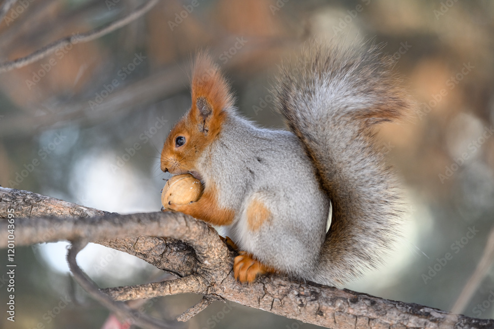 Red eurasian squirrel in winter park Red eurasian squirrel in winter park
