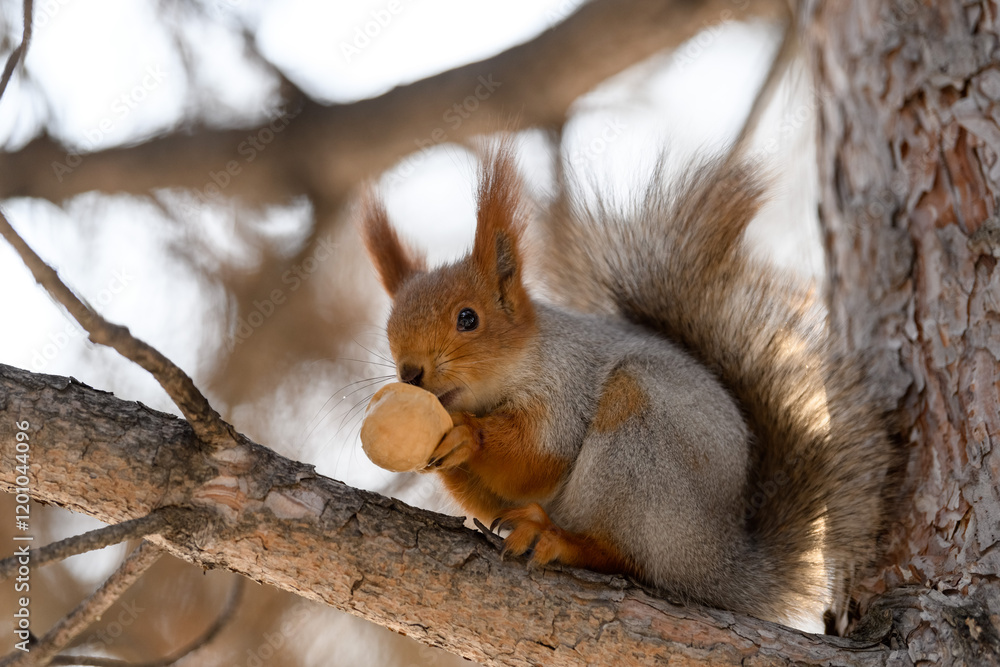 Red eurasian squirrel in winter park 