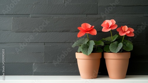 Two terracotta pots with red flowers in them. the pots are placed on a white shelf against a dark grey wall. the flowers have five petals each and are a bright red color with green leaves. photo