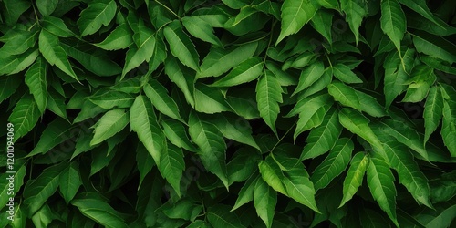 Vibrant green neem leaves densely layered with varying textures and shapes creating a lush, natural backdrop ideal for design projects and themes photo