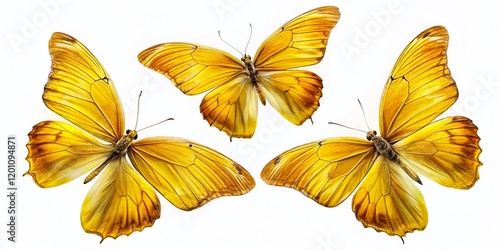 Four Yellow Phoebis Philea Butterflies Isolated on White, Spread Wings, Flight photo