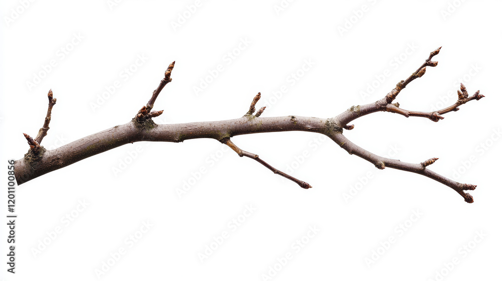 Branch of tree with limb isolated flat cartoon icon. Vector bare naked autumn branch of birch, oak or maple tree. Firewood log, wooden driftwood stump, organic bare trunk of pine or fir plant Branch of tree with limb isolated flat cartoon icon. Vector bare naked autumn branch of birch, oak or maple tree. Firewood log, wooden driftwood stump, organic bare trunk of pine or fir plant