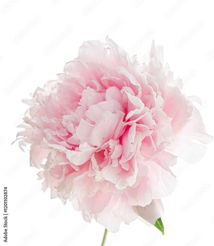 pink peony on the white background pink peony on the white background