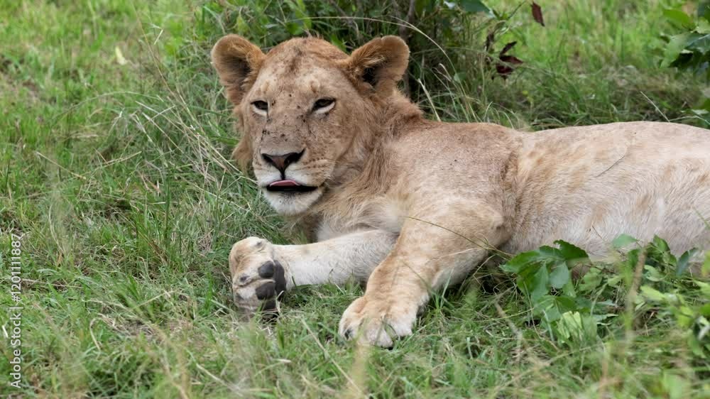 Young lioness lifting head while resting in Masai Mara Young lioness lifting head while resting in Masai Mara